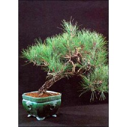 Bonsai-fr: <br> Middelhavsfyr