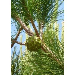 Bonsai-fr: <br> Middelhavsfyr