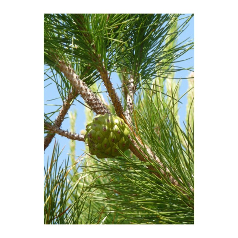 Bonsai-fr: <br> Middelhavsfyr