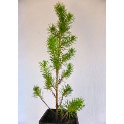 Bonsai-fr: <br> Middelhavsfyr