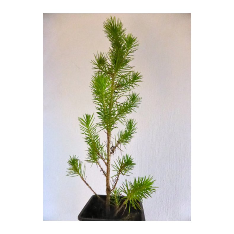 Bonsai-fr: <br> Middelhavsfyr