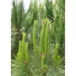 Bonsai-fr: <br> Middelhavsfyr