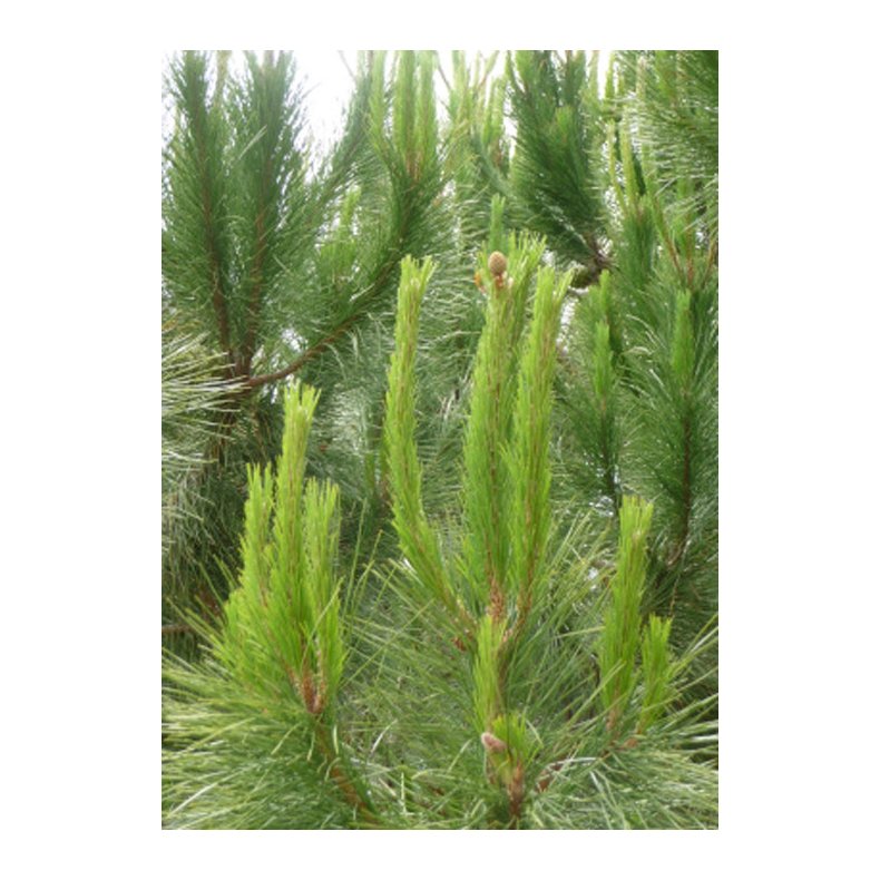 Bonsai-fr: <br> Middelhavsfyr