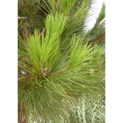 Bonsai-fr: <br> Middelhavsfyr