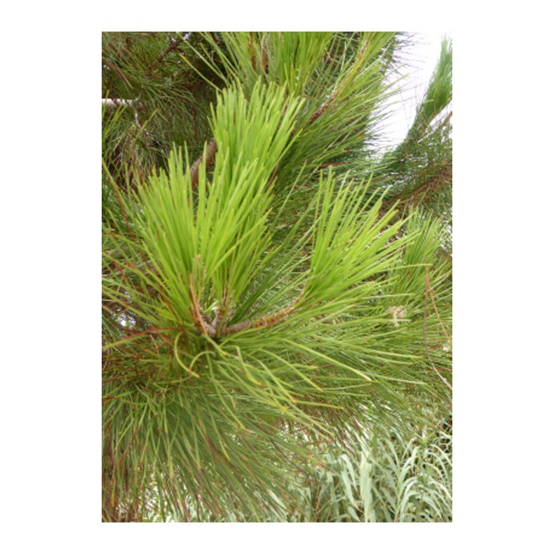 Bonsai-fr: <br> Middelhavsfyr