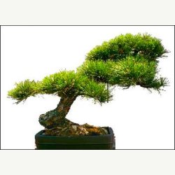Bonsai-Dyrkningss�t: <br> Nordamerika No. 1