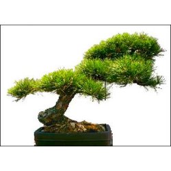 Bonsai-Dyrkningsst: <br> Nordamerika No. 1