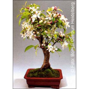 Bonsai-fr: <br> Prydble