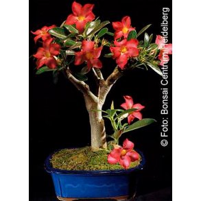 Bonsai-fr: <br> rkenrose