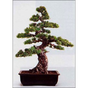 Bonsai-fr: <br> Penselfyr