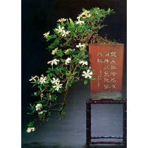 Bonsai-fr: <br> Gardenia