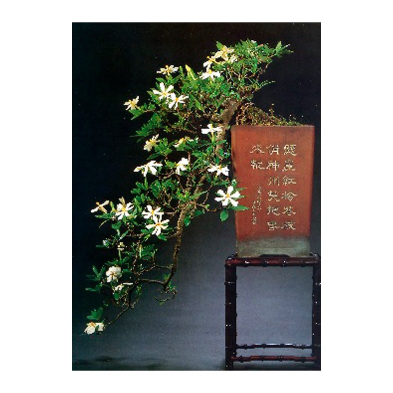 Bonsai-fr: <br> Gardenia