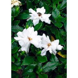 Bonsai-fr: <br> Gardenia