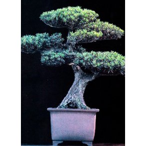Bonsai-fr: <br> Asiatisk Stentaks