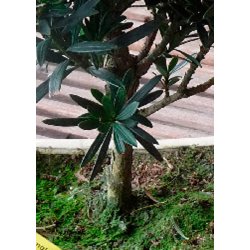 Bonsai-fr: <br> Asiatisk Stentaks