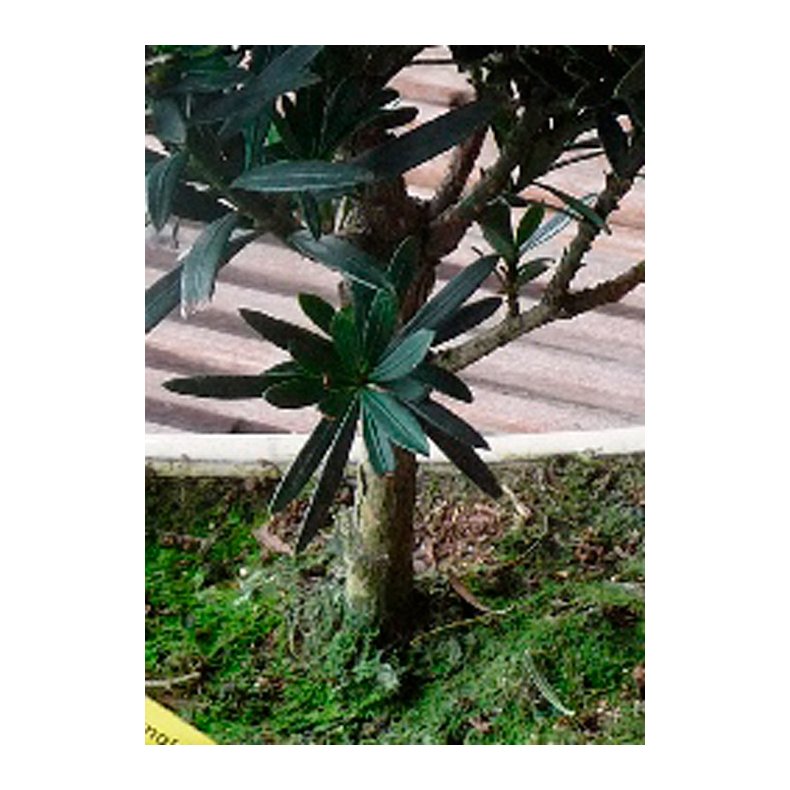 Bonsai-fr: <br> Asiatisk Stentaks