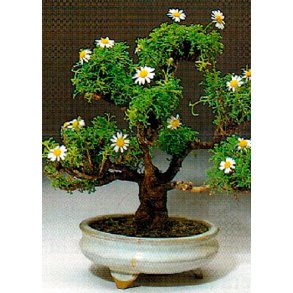 Bonsai-fr: <br> Kanarisk Busk-Marguerite