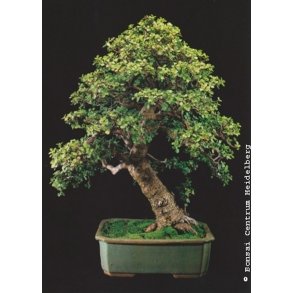 Bonsai-fr: <br> Afrikansk Elefantbusk