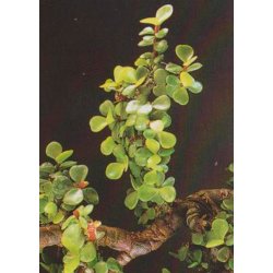 Bonsai-fr: <br> Afrikansk Elefantbusk