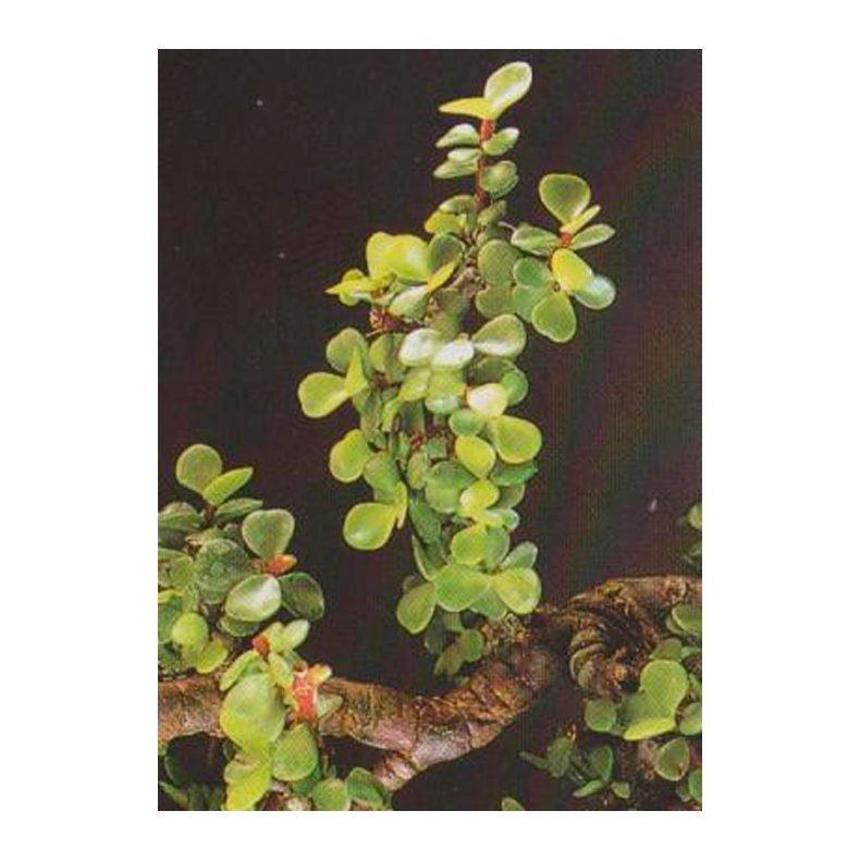 Bonsai-fr: <br> Afrikansk Elefantbusk