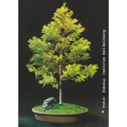 Bonsai-fr: <br> Amerikansk Guldcypres