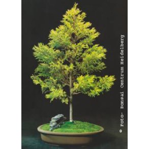 Bonsai-fr: <br> Amerikansk Guldcypres