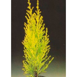 Bonsai-fr: <br> Amerikansk Guldcypres