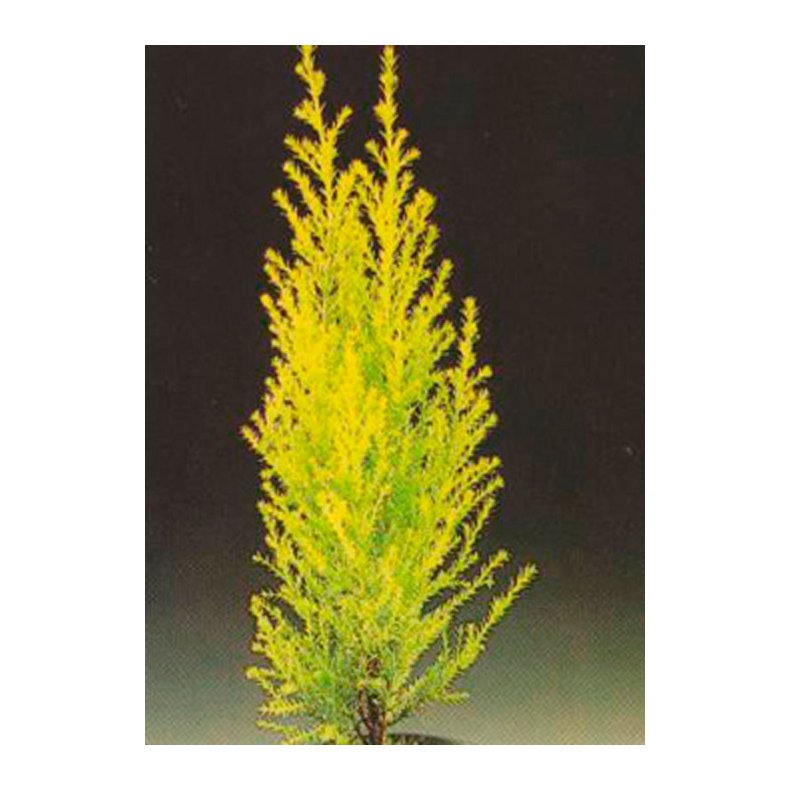 Bonsai-fr: <br> Amerikansk Guldcypres