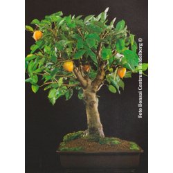 Bonsai-fr: <br> Japansk Daddelblomme / Kaki