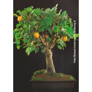 Bonsai-fr: <br> Japansk Daddelblomme / Kaki