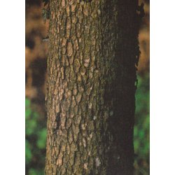 Bonsai-fr: <br> Japansk Daddelblomme / Kaki