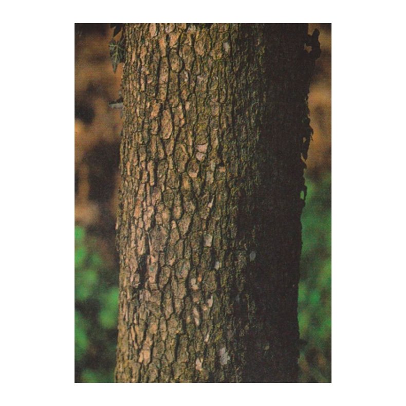 Bonsai-fr: <br> Japansk Daddelblomme / Kaki