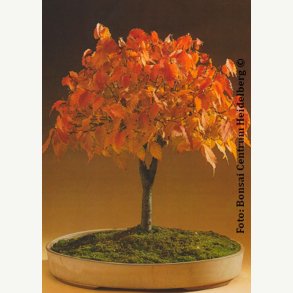 Bonsai-Dyrkningss�t: <br> Japansk Elm