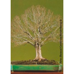 Bonsai-fr: <br> Japansk Elm