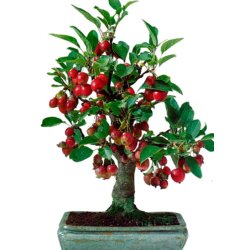 Bonsai-fr: <br> Nagasaki bletr