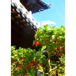 Bonsai-fr: <br> Nagasaki bletr