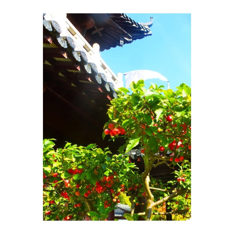 Bonsai-fr: <br> Nagasaki bletr