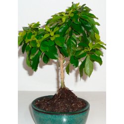 Bonsai-fr: <br> Duranta Himmelblomst