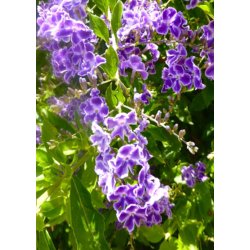 Bonsai-fr: <br> Duranta Himmelblomst