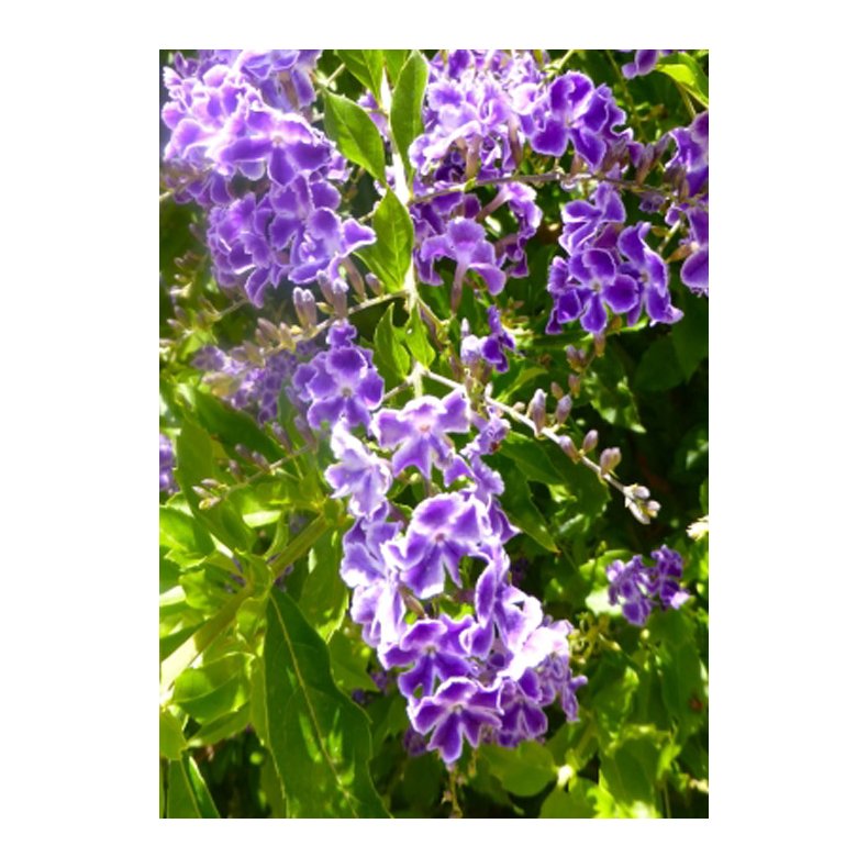 Bonsai-fr: <br> Duranta Himmelblomst