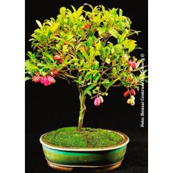Bonsai-fr: <br> Austr. Buskkirsebr