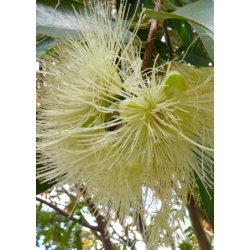 Bonsai-fr: <br> Austr. Buskkirsebr