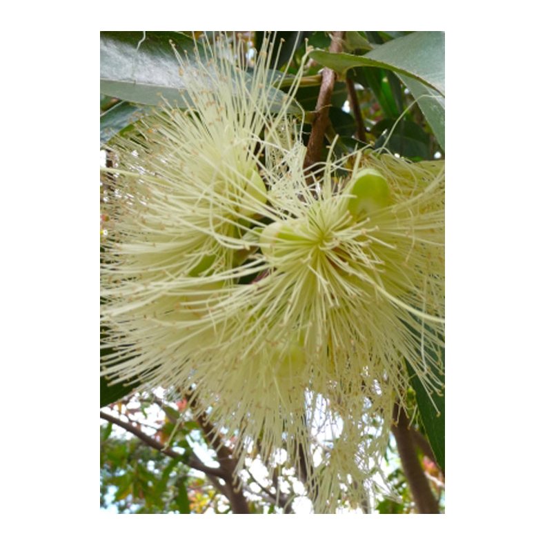 Bonsai-fr: <br> Austr. Buskkirsebr