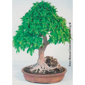 Bonsai-fr: <br> Ficus 