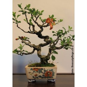 Bonsai-fr: <br> Japansk Prydkvde