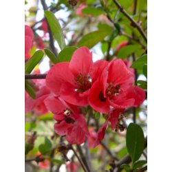 Bonsai-fr: <br> Japansk Prydkvde