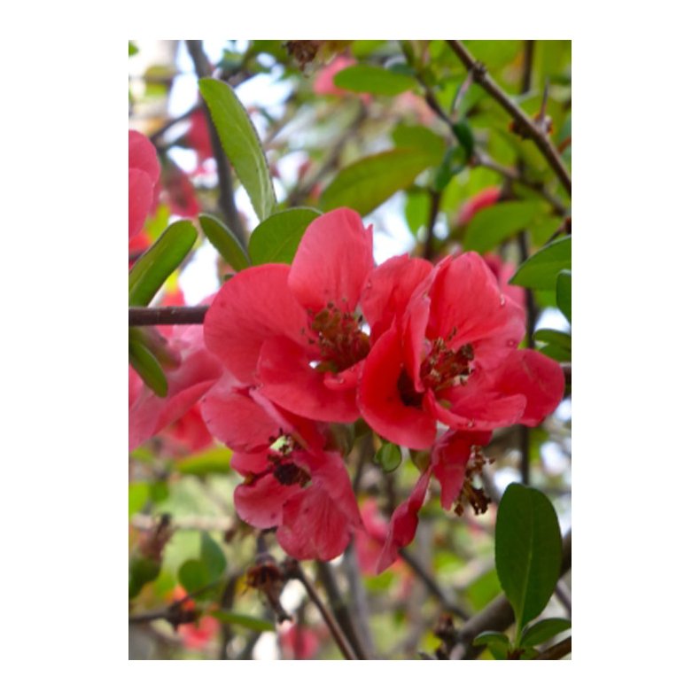 Bonsai-fr: <br> Japansk Prydkvde