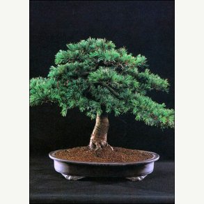 Bonsai-Dyrkningss�t: <br> Mediterran No. 1