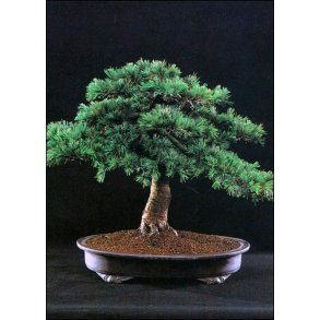 Bonsai-fr: <br> Libanesisk Cedertr