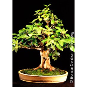 Bonsai-fr: <br> bleguave